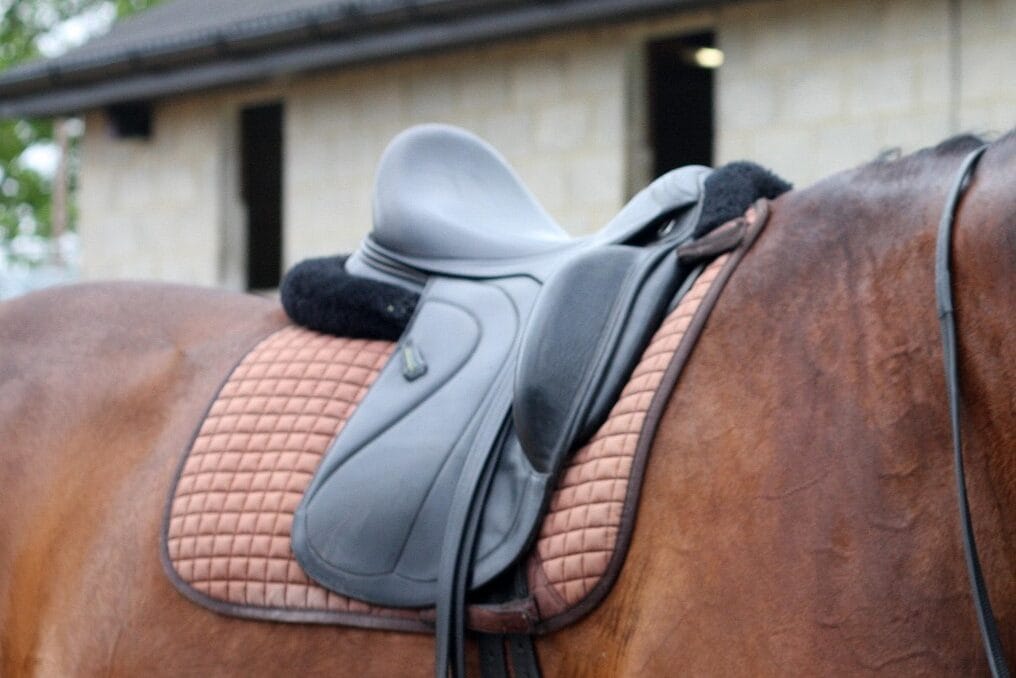 falinobordercollies dressage 4189282 1920