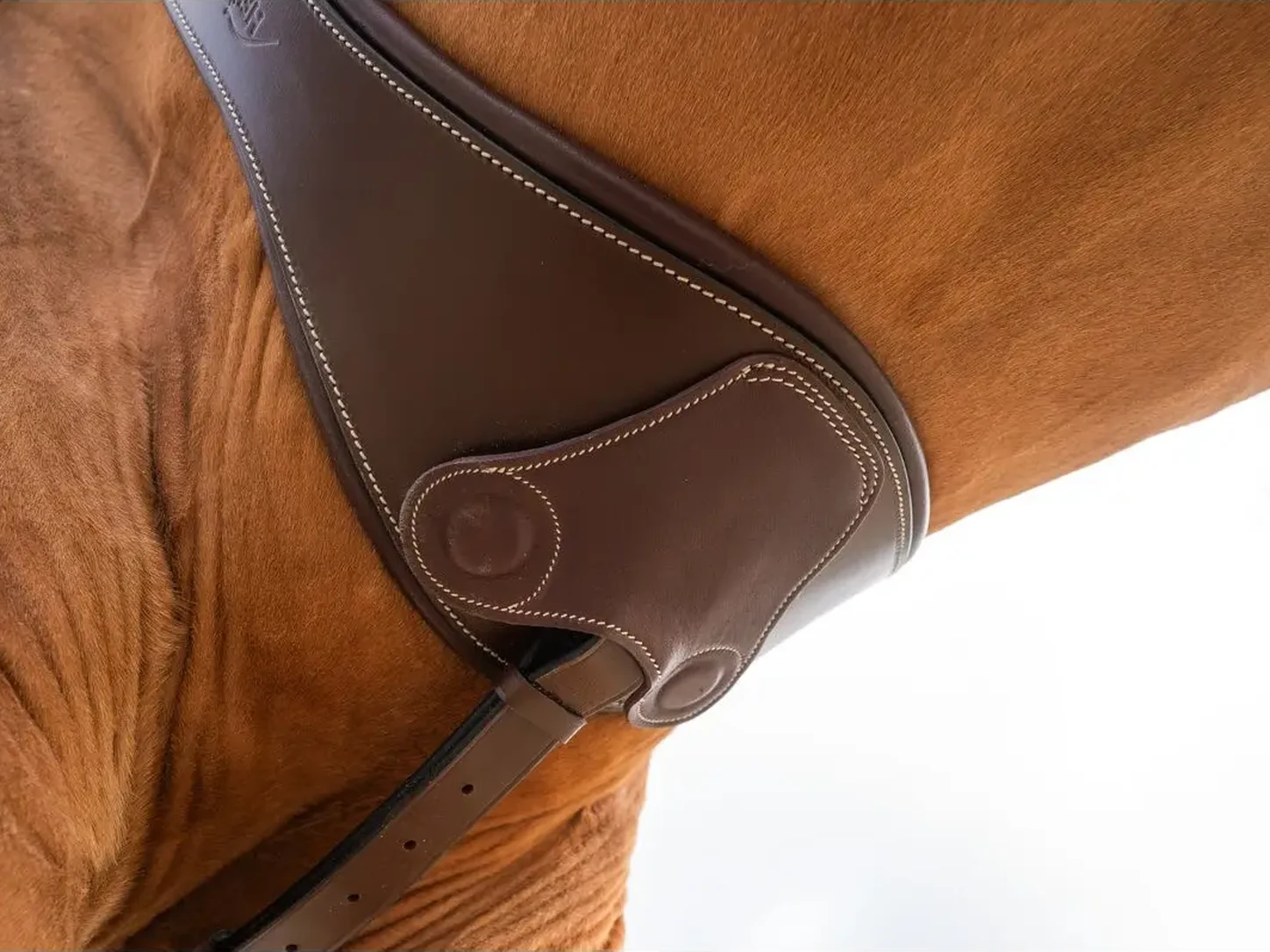 Sangle bavette ou sangle classique : laquelle choisir ? Détail d’une sangle bavette HFI marron portée par un cheval.