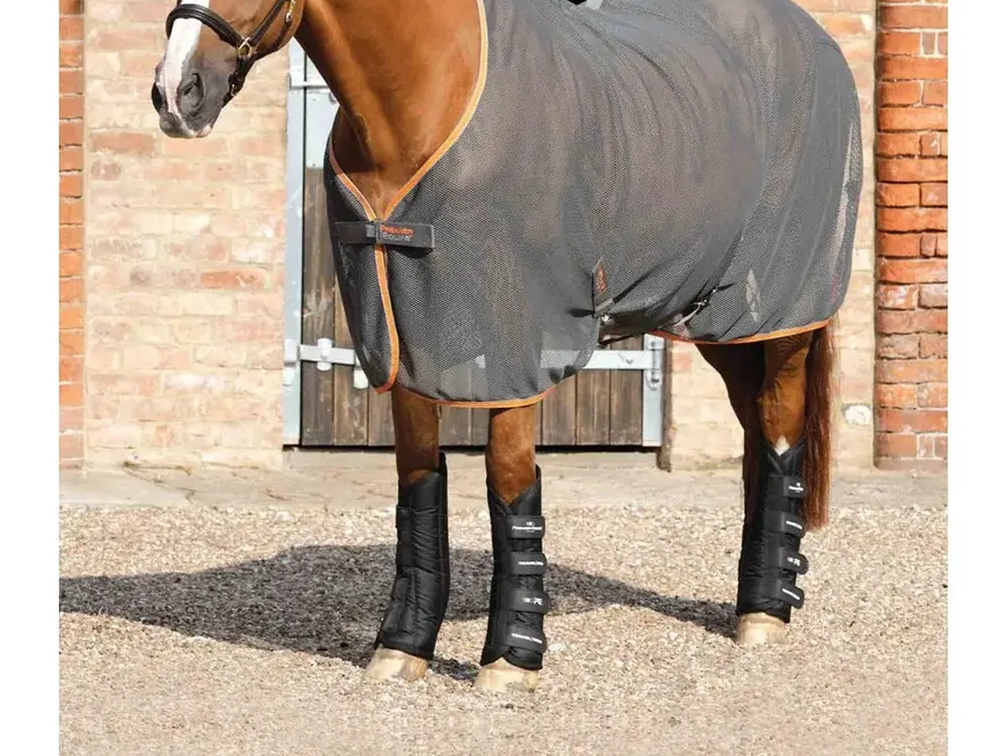 Cheval portant quatre protections de transport courtes noires Premier Equine Travel-Tech.
