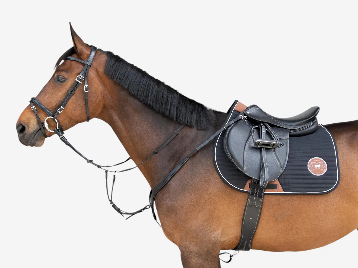 Cheval bai vu de profil, équipé d’un collier de chasse 3 points noir Décathlon avec sa fourche de martingale.