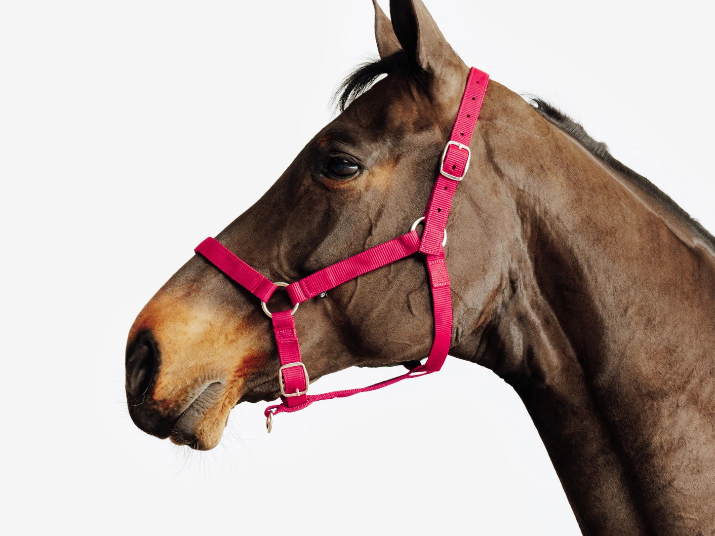 Licol rouge cerise porté par un cheval bai.