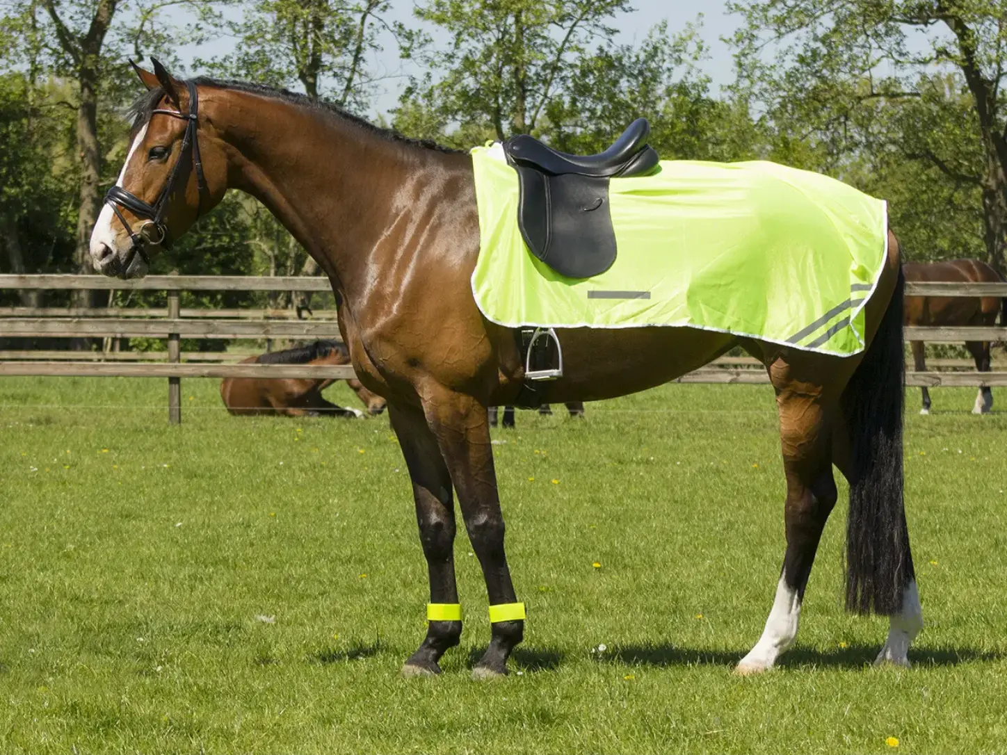 Couvre-reins : lequel choisir pour son cheval ? Couvre-reins QHP jaune fluorescent à bandes réfléchissantes, porté par un cheval bai sellé au pré.